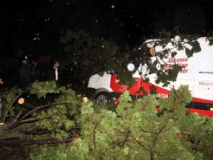 Ağaç vekil adaylarını taşıyan minibüsün üstüne devrildi