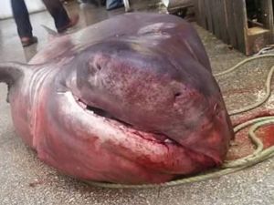 Marmara’da dev köpek balığı yakalandı