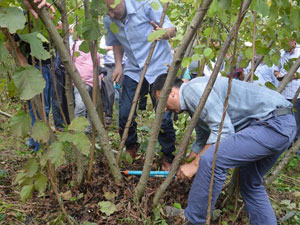 Fındık budama eğitimi veriliyor!