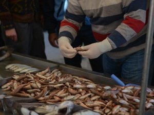 Balıklara Ve Balık Satıcılarına Sıkı Denetim