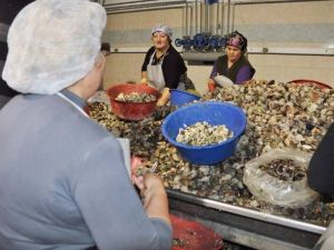 Sinop’tan Uzak Doğu’ya !