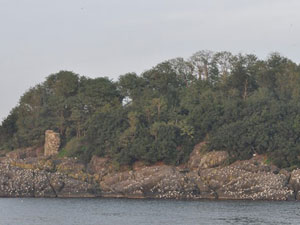 Karadeniz'in tek adası botanik bahçe olacak!