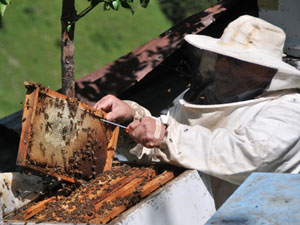 Arı çobanları geliyor