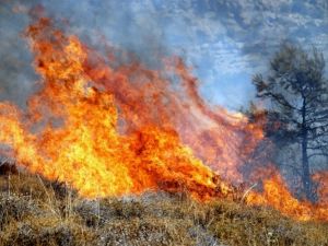 Mersin’de orman yangını