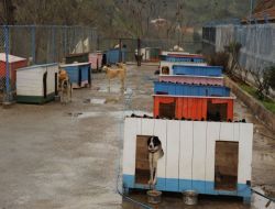 Görele'de hayvanlar için "Sokaktayız" etkinliği