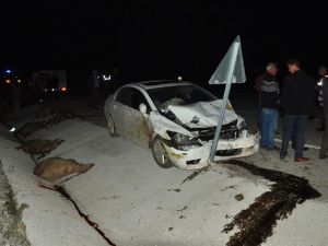 Otomobilin çarptığı 16 koyun telef oldu