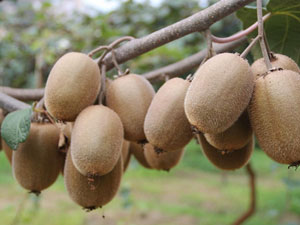 Kivi üreticisine uyarı!