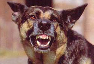 Kuduz mahalleyi karantiinaya aldırdı!