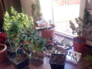 Esrar Çeşidi Scank Türkiye’de Yaygınlaşıyor