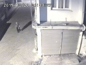 Hırsızın evden kaçarken görüntüsü kamerada !