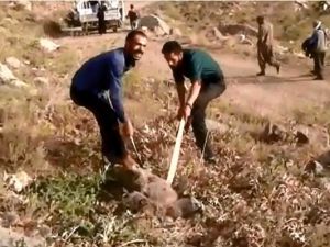 Kafası tenekede kalan ayıyı vatandaşlar kurtardı