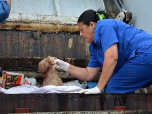 İnsanlığın öldüğünü gösteren görüntü