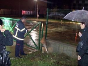 Demirlere sıkışan köpeği itfaiye kurtardı