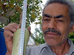 Bu kabak yetiştiricisini de şaşırttı