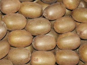 Kivide erken hasat uyarısı!