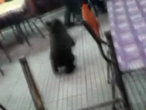 Yolunu şaşıran yavru ayı kahvehaneyi birbirine kattı