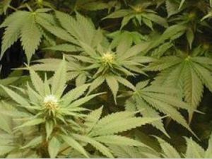 Ümraniye’de saksılar içerisinde 115 kök hint keneviri ele geçirildi