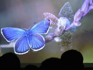 Trabzon fotoğraf evinde kelebek sunumu!