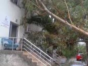Apartmanın üzerine ağaç devrildi!