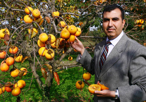 Buruk olmayan Trabzon hurması