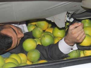 Portakallar arasında can pazarı