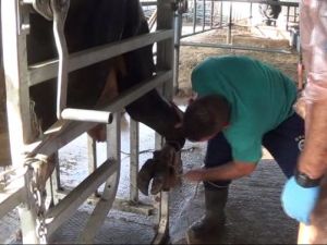 İnekler manikür ve pedikür olacak