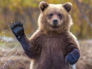 Yaban hayvanlarının sayısı belirlenecek