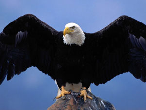 Karga saldırısında yaralanan kartal tedaviye alındı