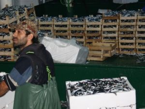 Hamsi bolluğu balıkçıların yüzünü güldürdü