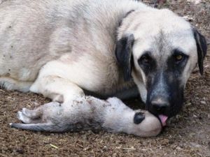 Ölen yavrusunun başından ayrılamadı