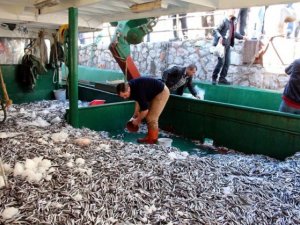 Bir gecede 170 ton hamsi avladılar