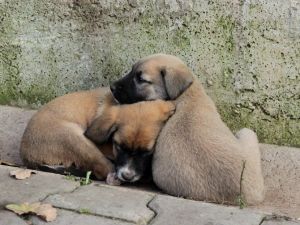 Sokak hayvanları klasik müzikle sakinleşiyor