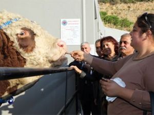 Damızlık Doruk’un çikolata tutkusu