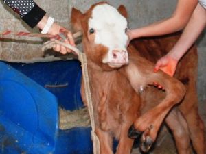 Görenler gözlerine inanamıyor