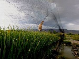 Tam 258 kuş türü belirlendi