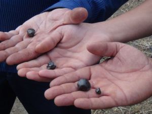 Köylüleri zengin etti