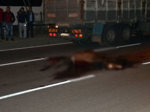 Kamyoneti çarptığı at telef oldu