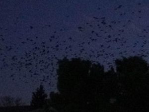 Mısır hasadı bitti, kargalar gökyüzünü kapladı