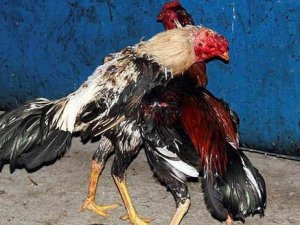 Horoz dövüşünde katliam: 12 ölü