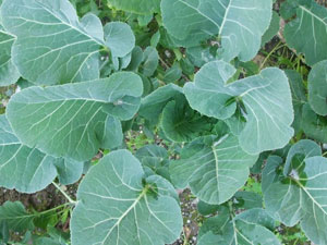 Dev lahanaya çocuğu gibi bakıyor!