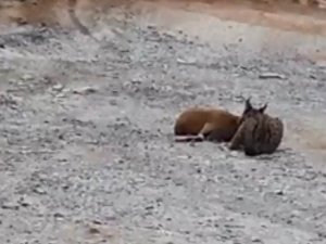 Sivas’ta Vaşağın Dağ Keçisine Saldırdığı An Görüntülendi