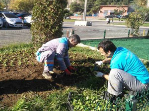 Boş bulduğumuz her yere fidan dikiyoruz