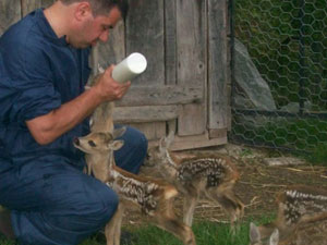 Ordu'da yaban hayvanları tedavi edildi!