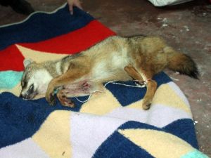 Tampona sıkışan çakal için seferber oldular