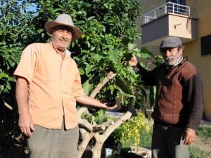 Ağaçta patlıcan yetişti !