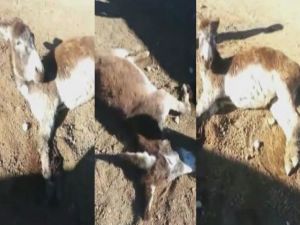 Bunu yapan insan olamaz!