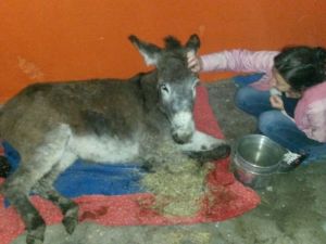 Bitlis’ten Muş’a eşek kurtarmaya gitti