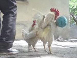 Futbol oynayan horozlar kamerada