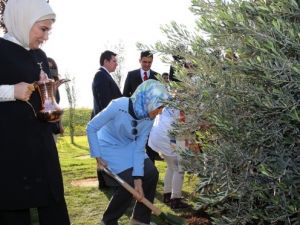 Zeytin fidanıyla ’’barış’’ mesajı