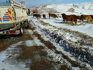 Trabzon'da mahsur kalan yaylacılar kurtarıldı!
